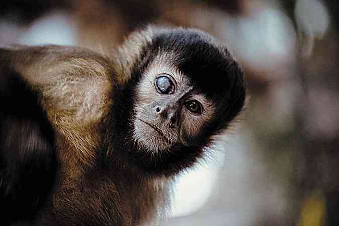 Vtima de maus-tratos, o macaco-prego  esperto como ele s: mesmo cego de um olho, adora fazer brincadeiras em seu viveiro(foto: ONG Asas e Amigos/Divulgao)