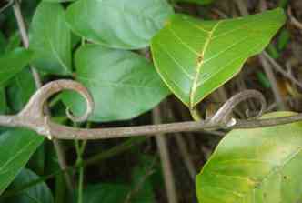 A unha-de-gato (Uncaria tormentosa) � uma planta t�pica da Amaz�nia e pode ajudar a combater os efeitos negativos da obesidade, segundo estudo da USP(foto: Wikimedia/Reprodu��o)
