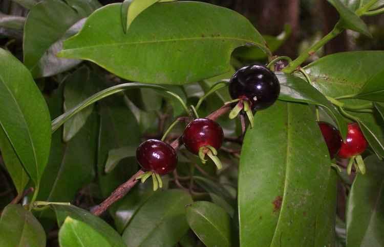 Wikimedia/B.navez/Reprodução Wikimedia/B.navez/Reprodução