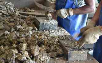 Processo de limpeza das ostras ainda na fazenda martima em Florianpolis ajuda a retirar a aparncia de 
