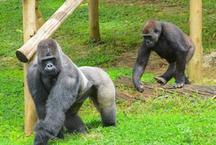 Visitantes j podem conhecer o Gorila Bu Bu no Zoolgico de BH
