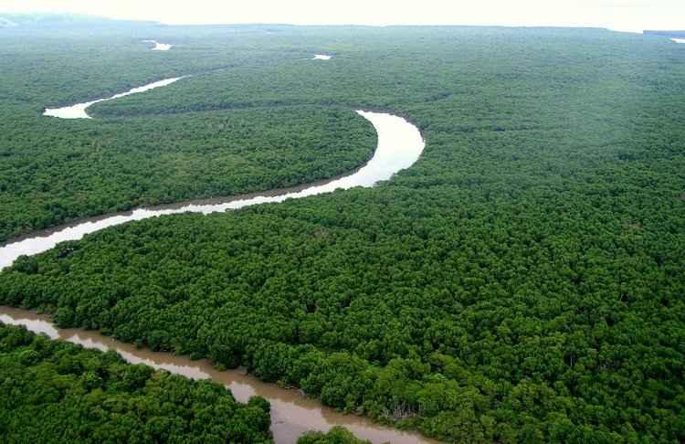 SOS Mata Atlântica/Divulgação SOS Mata Atlântica/Divulgação