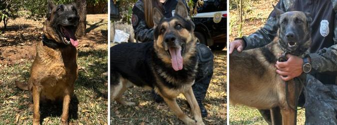 Da esquerda para a direita: Zoe e Bud, de 8 anos, e Ivy, que tem 1 ano e meio(foto: PCMG / Divulgao )