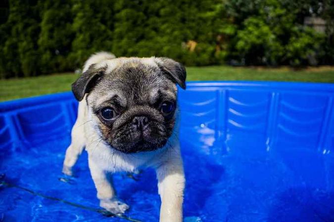 Assim como os seres humanos, cachorros e gatos são afetados pela umidade relativa do ar(foto: Pixabay) Assim como os seres humanos, cachorros e gatos são afetados pela umidade relativa do ar(foto: Pixabay)
