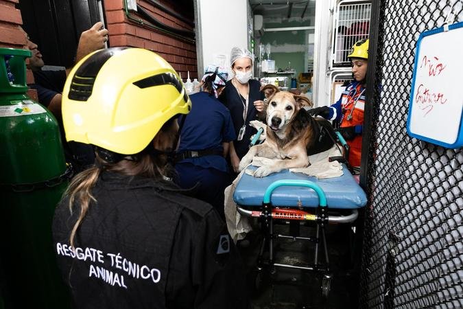 Cena de um c�ozinho atropelado na avenida Bernardo de Vasconcelos, regi�o Nordeste de BH, sendo atendido pela equipe de resgate (foto: Rodrigo Clemente)