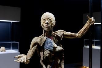 A exposição apresenta oito corpos humanos inteiros, um carneiro selvagem e cerca de 100 órgãos reais(foto: Carol Reis/Divulgação) A exposição apresenta oito corpos humanos inteiros, um carneiro selvagem e cerca de 100 órgãos reais(foto: Carol Reis/Divulgação)