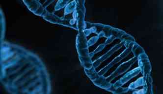 A condio chamada de quimerismo  muito rara e est ligada ao desenvolvimento de um organismo com DNAs de dois zigotos diferentes(foto: Pixabay)