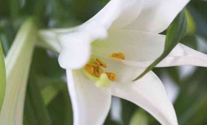 A açucena é uma das flores ideais para serem plantadas na Primavera(foto: FloresWiki/Reprodução)