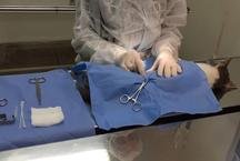 PBH muda acesso ao agendamento gratuito de castrao de ces e gatos