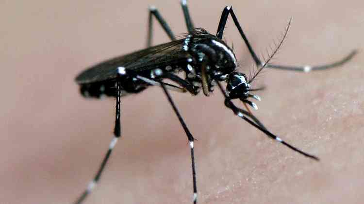 Resultado de imagem para mosquito da febre amarela