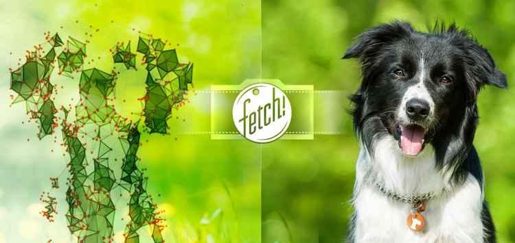 What-dog.net/Reprodução What-dog.net/Reprodução