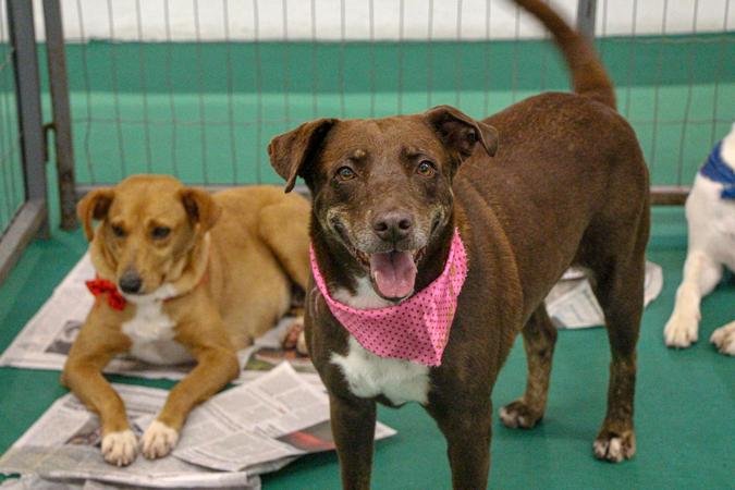 A ação acontece no estacionamento G3 do shopping (foto: Paula Arakaki/Divulgação) A ação acontece no estacionamento G3 do shopping (foto: Paula Arakaki/Divulgação)