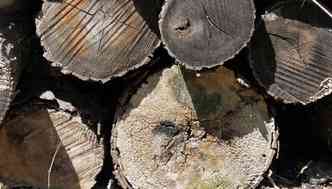 Um dos problemas do Cdigo Florestal, aprovado em 2012, segundo os ambientalistas,  a conteno do desmatamento(foto: Pixabay)