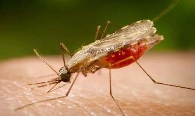 Atualmente, as vacinas disponíveis contra a malária têm eficácia parcial(foto: Portal Biologia/Divulgação) Atualmente, as vacinas disponíveis contra a malária têm eficácia parcial(foto: Portal Biologia/Divulgação)