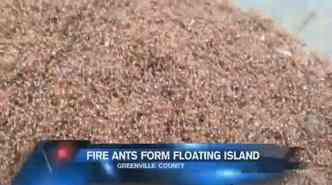 Segundo cientistas, essa capacidade das formigas lava-ps de se agruparem em forma de ilha durante inundaes  uma caracterstica comum da espcie(foto: YouTube/Reproduo)