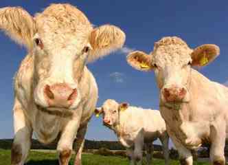 Os animais herbvoros, especialmente os ruminantes, como bois e vacas, produzem metano durante o processo de digesto, o que contribui para o aquecimento global(foto: Pixabay)