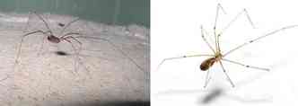 Aqueles insetos de pernas compridas que costumamos encontrar dentro de casa correspondem ao opilião (esquerda) e à aranha Pholcus phalangioides(foto: Esperancewildlife.blogspot.com/Reprodução e Wikimedia/Reprodução)