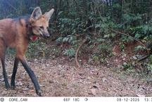 Estudo mostra que lobos-guars do Caraa convivem bem com visitantes