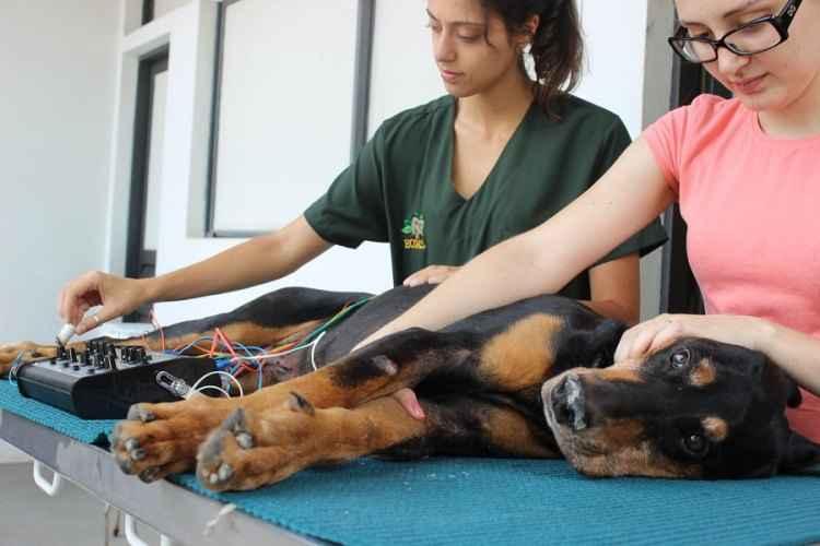 Escola de Veterinária/UFMG/Divulgação Escola de Veterinária/UFMG/Divulgação
