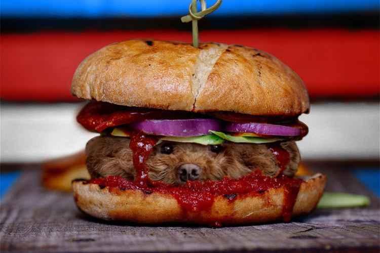 Instagram/dogs_infood/Reprodução Instagram/dogs_infood/Reprodução