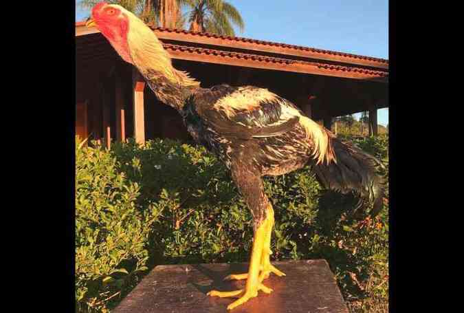 Uma galinha da espcie ndio gigante foi vendida no interior de So Paulo por R$ 74 mil(foto: Instagram/diamanteindiogigante/Reproduo)