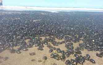 At parece cena das pragas bblicas da novela Os Dez Mandamentos: duas praias argentinas foram invadidas por milhes de escaravelhos(foto: Twitter/C5N/Reproduo)