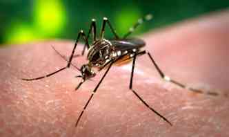 A vacina que est sendo testada pelo Instituto Butantan  capaz de imunizar as pessoas contra quatro tipos de vrus da dengue(foto: Wikimedia/Reproduo)