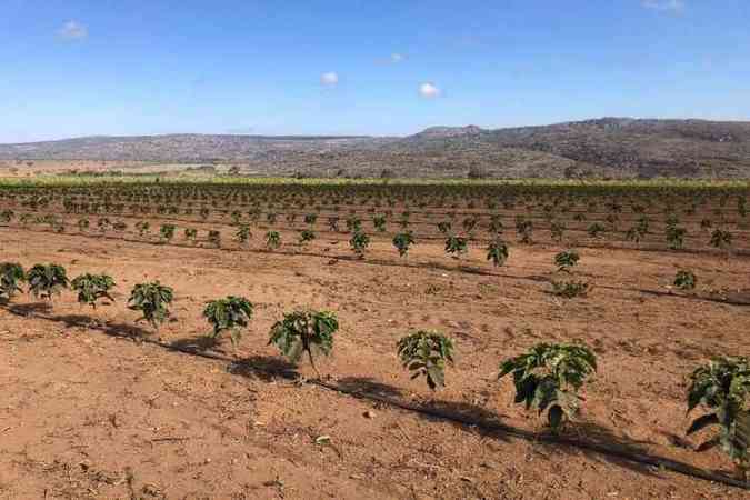 Fazenda de caf na Serra do Cabral, na regio de Francisco Dumont, no norte de Minas, com rea de 23 mil hectares: previso  que primeira colheita seja feita em 2024(foto: Divulgao)