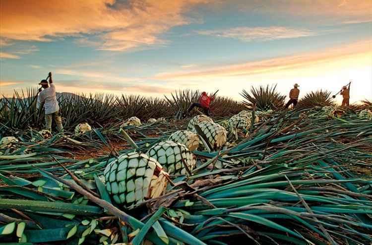Blog Noroeste Paulista/José Cuervo/Reprodução Blog Noroeste Paulista/José Cuervo/Reprodução