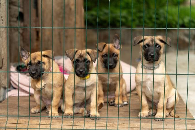 Proposta determina que o com�rcio e a reprodu��o dessas esp�cies sejam realizados exclusivamente por canis, gatis e criadouros cadastrados e licenciados pela Prefeitura de Belo Horizonte (foto: Shutterstock)