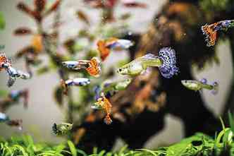 Uma mostra de cardume de peixes guppy, espcie que tambm  criada no estado(foto: Wagner Tamietti/Divulgao)