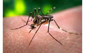 Sabia que apenas a fmea do Aedes aegypti se alimenta de sangue?(foto: Wikimedia/Reproduo)