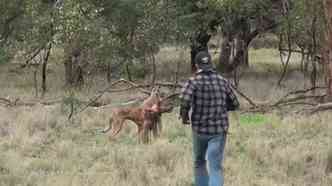 Quando um caador australiano viu seu cachorro sendo agarrado  fora por um canguru, no pensou duas vezes antes de 