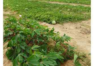 Pesquisa da Embrapa mostra que plantar melancia e mandioca ao mesmo tempo pode render boa produtividade para as duas culturas, alm de gerar renda extra para o agricultor(foto: Clarice Rocha/Embrapa/Divulgao)