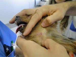 Ascom/Escola de Veterinária/Divulgação Ascom/Escola de Veterinária/Divulgação