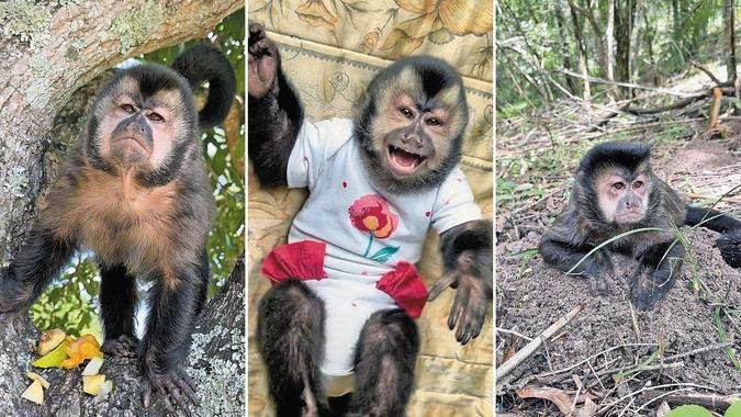 Os la�os de fam�lia entre Ol�via e Alice come�aram h� alguns anos, quando a antiga tutora da bichinha, uma senhora apaixonada por animais, faleceu(foto: Divulga��o)