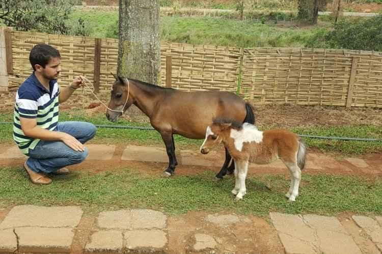 Facebook/Mini Fazenda Reino Encantado/Reprodução Facebook/Mini Fazenda Reino Encantado/Reprodução