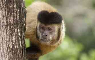 O macaco-prego, da espcie Sapajus libidinosus, j usava 