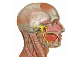 O nervo trigmeo (em amarelo) pode sofrer uma neuralgia caso seja afetado por uma artria, o que leva ao surgimento de choques contnuos e, consequentemente, de uma dor insuportvel(foto: Wikimedia/Reproduo)