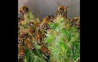 Na Frana, abelhas esto sendo treinadas para produzirem mel a partir da resina da Cannabis sativa, popularmente chamada de maconha(foto: Dinafem.org/Reproduo)