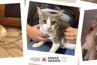 Agosto Caramelo refora combate ao abandono e maus-tratos de animais