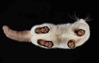 Imagem da parte de baixo de um gato da raa british shorthair, que integra o projeto (Cats) Turned 180, do fotgrafo lituano Andrius Burba(foto: Facebook/AndriusBurbaPhotography/Reproduo)