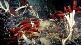 Segundo os cientistas russos, os vermes marinhos da famlia Siboglinidae podem ser usados para se descobrir jazidas de petrleo em guas profundas dos oceanos(foto: Extrememarine.org.uk/NOAA/Galapagos Rift Expedition/Reproduo)
