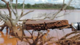 Segundo estudo da USP em parceria com outras instituições, metais pesados provenientes do rompimento da barragem da Samarco ainda ameaçam o rio Doce(foto: Esalq/Divulgação) Segundo estudo da USP em parceria com outras instituições, metais pesados provenientes do rompimento da barragem da Samarco ainda ameaçam o rio Doce(foto: Esalq/Divulgação)