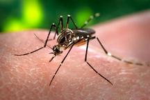 Nova vacina contra a Dengue: produo nacional e dose nica so vantagens