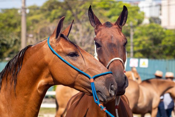 A programao do evento rene criadores de diferentes estados e oferece atraes que vo alm das competies da raa(foto: Divulgao/Acervo ABCCC - Associao Brasileira dos Criadores do Cavalo Campolina)