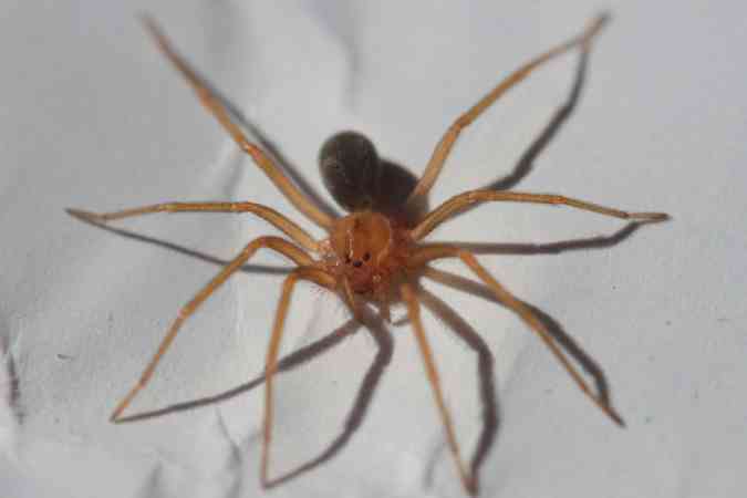 O veneno da aranha-marrom, que tem apenas trs centmetros,  muito poderoso, causa necrose e pode at matar(foto: Wikimedia/Philipe de Liz Pereira/Reproduo)