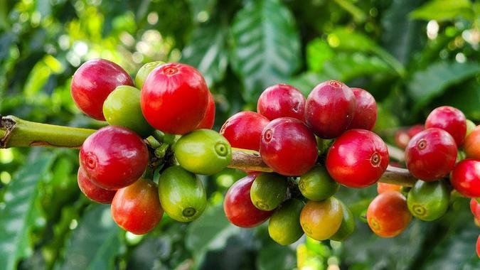 Principal commodity exportada pelo agro mineiro, o café garantiu o bom desempenho do setor, impulsionado pela alta do preço médio(foto: Seapa / Divulgação ) Principal commodity exportada pelo agro mineiro, o café garantiu o bom desempenho do setor, impulsionado pela alta do preço médio(foto: Seapa / Divulgação )