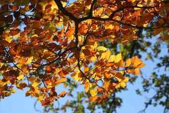 No outono algumas rvores se preparam para perder as folhas e ganham um colorido alaranjado tpico(foto: Pixabay)