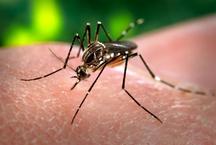 Dengue sorotipo 3 volta a circular no Brasil e preocupa autoridades